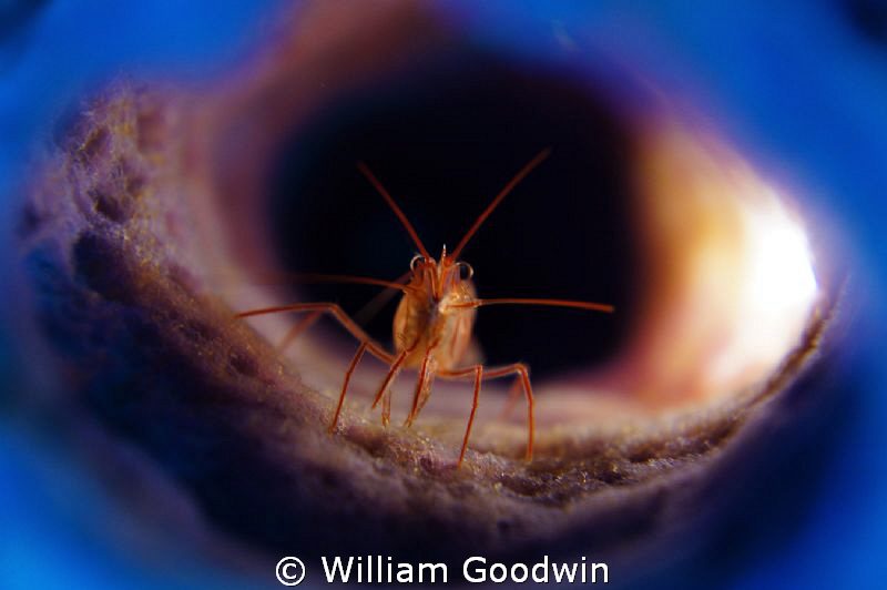 Peppermint shrimp in branching vase sponge lit from exter... by William Goodwin 