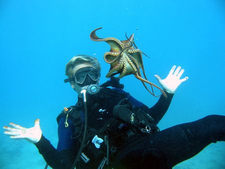 Diver and Octopus imitate each other. Taken on Maui, Hawaii by Todd Meadows 