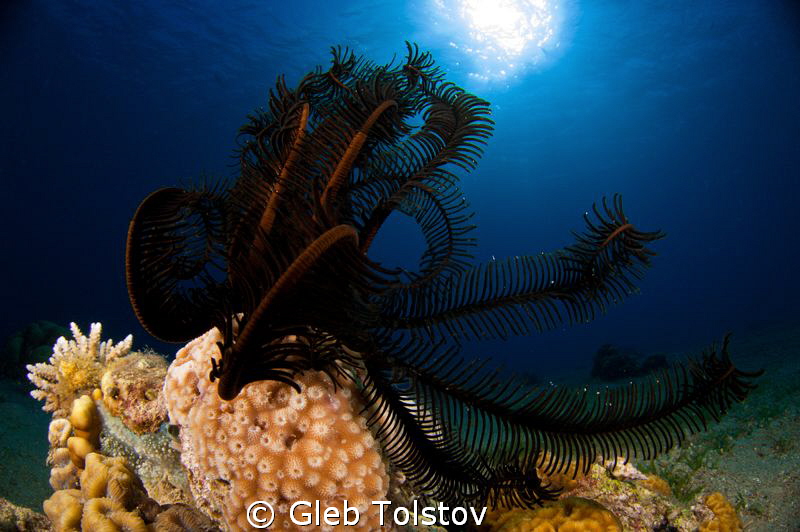 Crinoid by Gleb Tolstov 