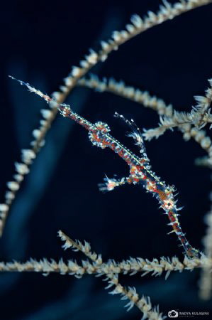 Camouflaging... by Nadya Kulagina 