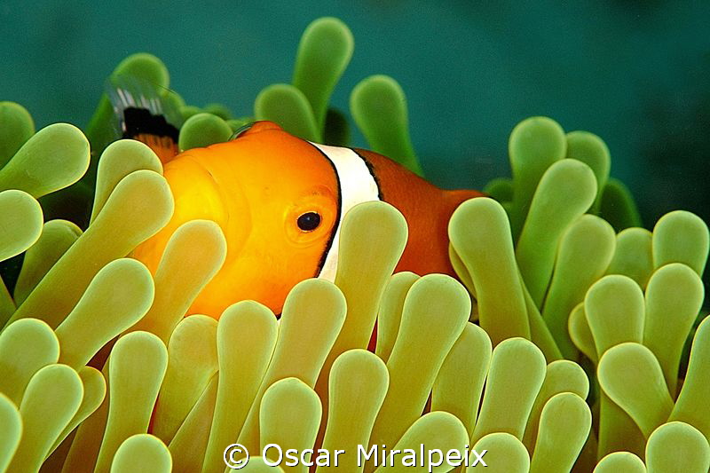 Clownfish by Oscar Miralpeix 