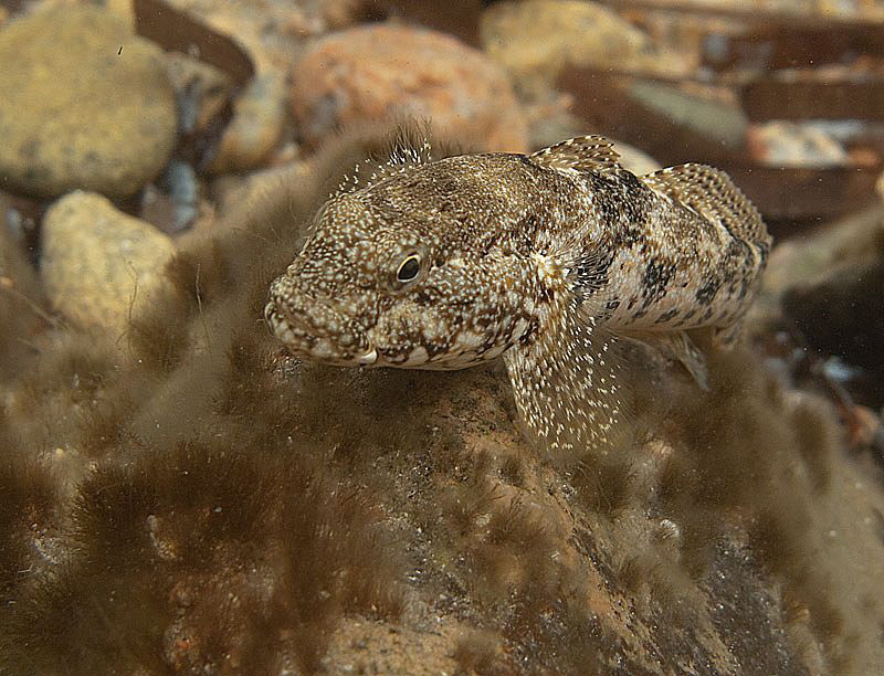 curious goby by Chris Krambeck 