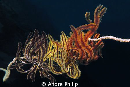natural underwater torch by Andre Philip 