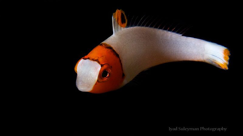 Juvenile Bicolor Parrotfish by Iyad Suleyman 