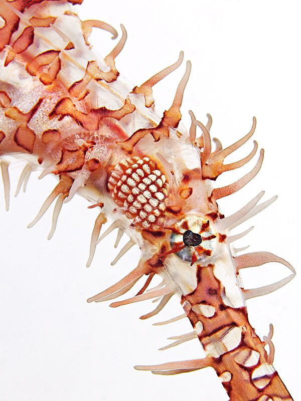 Harlekin Ghostpipefish in front of a white background by Henry Jager 