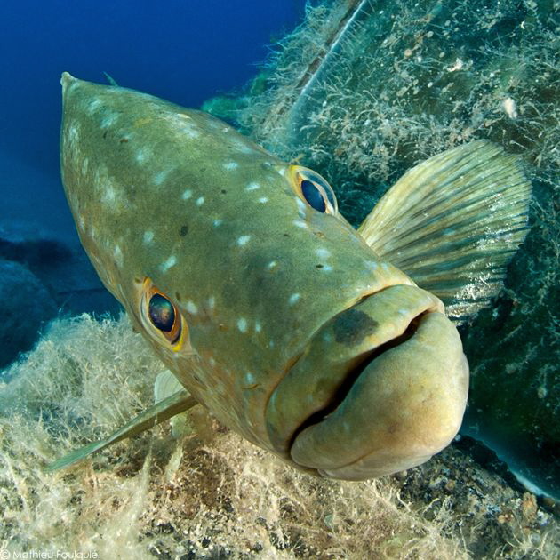 Mycteroperca rubra (Kaş-Kekova MPA) by Mathieu Foulquié 