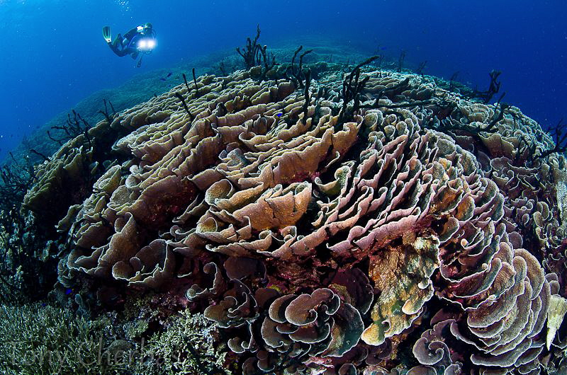 Hard Coral Wonderland by Tony Cherbas 