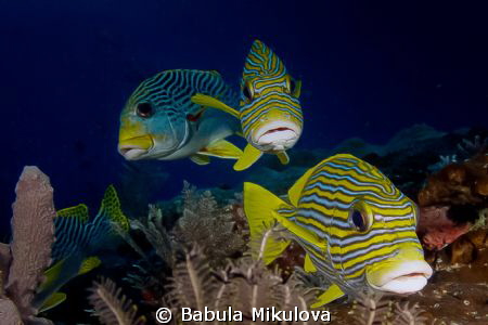 three lip fish by Babula Mikulova 