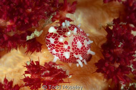 Candy cowrie by Todd Moseley 