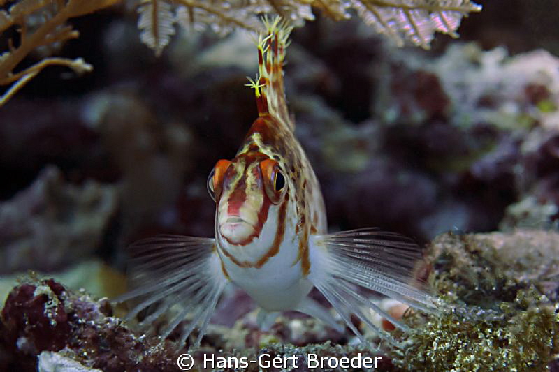 
Hawkfish
Bunaken Island, Sulawesi,Indonesia,
Nikon D ... by Hans-Gert Broeder 