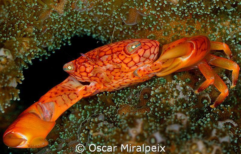 Coral crab by Oscar Miralpeix 