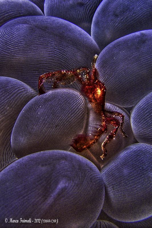 The orang-utan crab Achaeus japonicus (processed in HDR) by Marco Faimali (ismar-Cnr) 