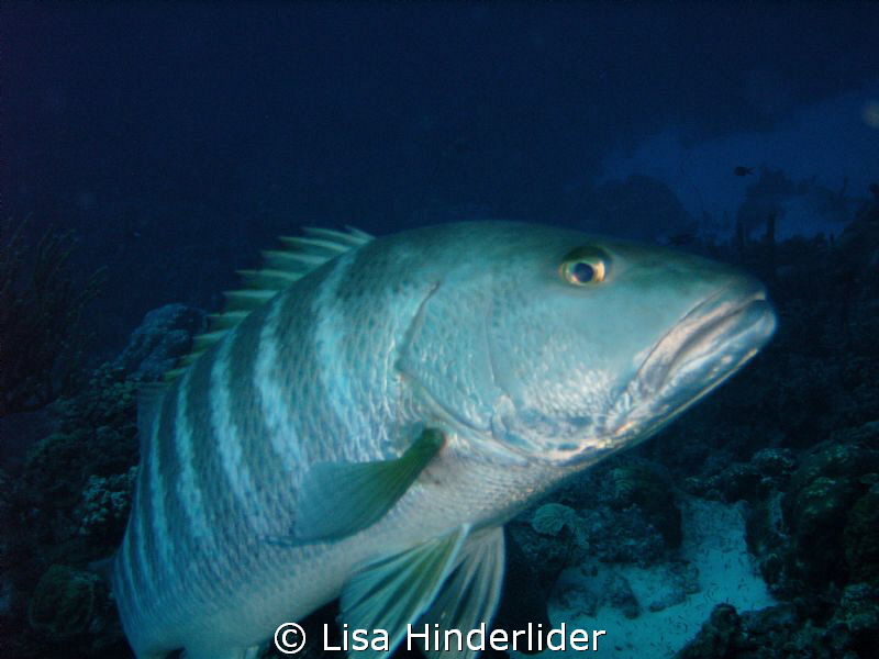 Cubera Snapper- by Lisa Hinderlider 
