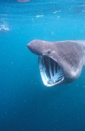 Basking Shark, Off the Manacles Reef - Cornwall. Shot tak... by Derek Haslam 