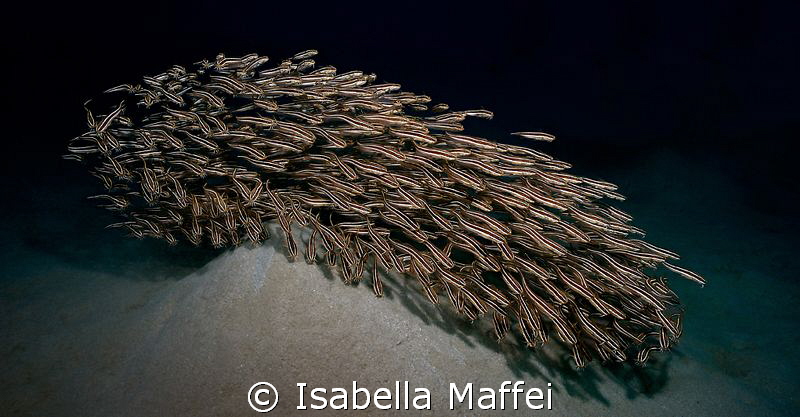 "FISHFALL" by Isabella Maffei 
