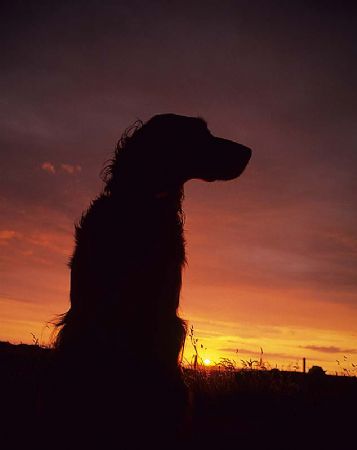 Sunset over Inis Airc, Connemara. Paddy waiting for diver... by Mark Thomas 