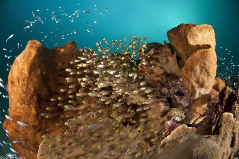 Bunaken marine park by Mathieu Foulquié 