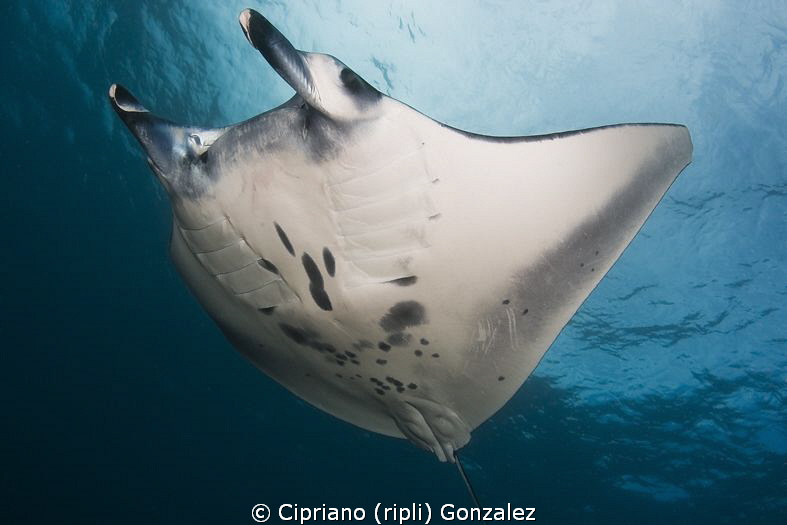 Manta flying at Bali by Cipriano (ripli) Gonzalez 
