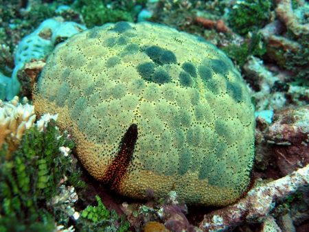 Grandmother called this a 'sea pincushion'. Dallman passa... by Jan Messersmith 