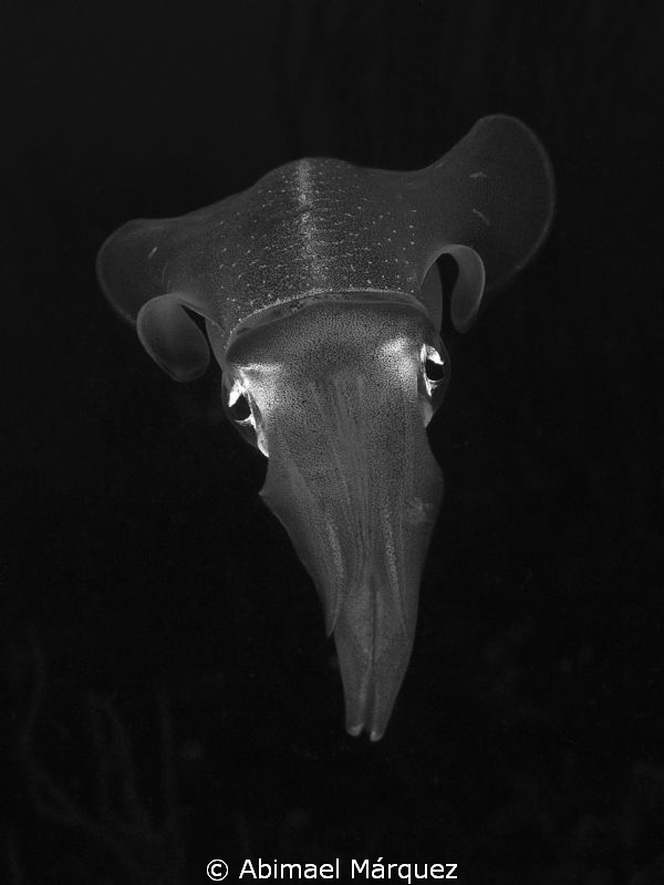 Squid in black and white by Abimael Márquez 