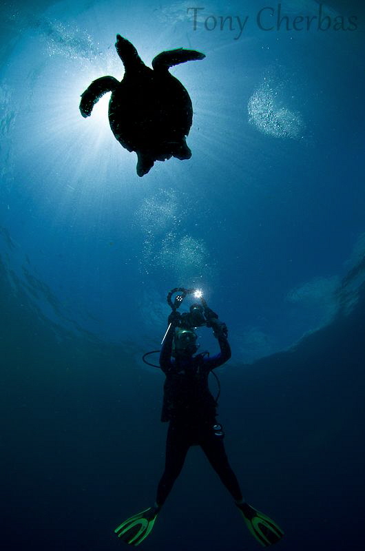 Backlight Series: #3. Turtle Shot by Tony Cherbas 