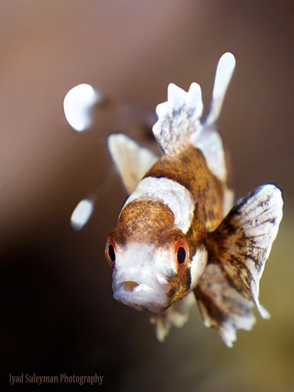 "Juvenile Sweetlips" 
This fish was less than 1 inch by Iyad Suleyman 