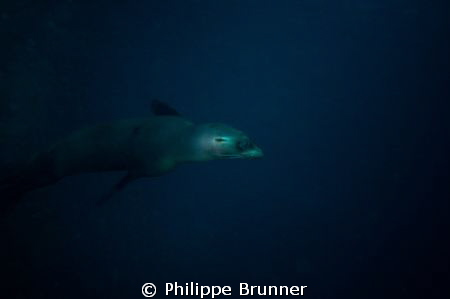 Sea lion in a cave in the Wolf Island - Galapagos by Philippe Brunner 