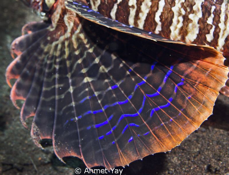 Detail of lion fish fin...:)
Bali, Seraya Point
Canon 6... by Ahmet Yay 