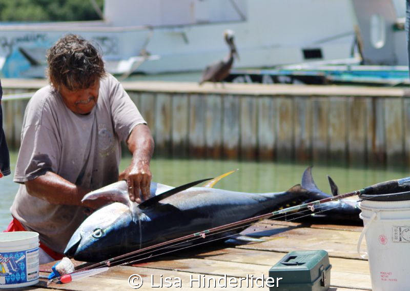 Catch of the Day by Lisa Hinderlider 