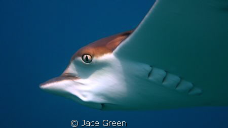 These young eagle rays let us get so close to them for we... by Jace Green 