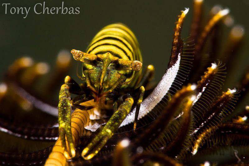 Life on a Crinoid by Tony Cherbas 