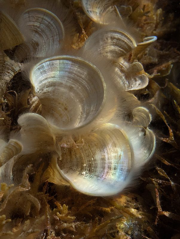 Padina
La Maddalena by Chris Krambeck 