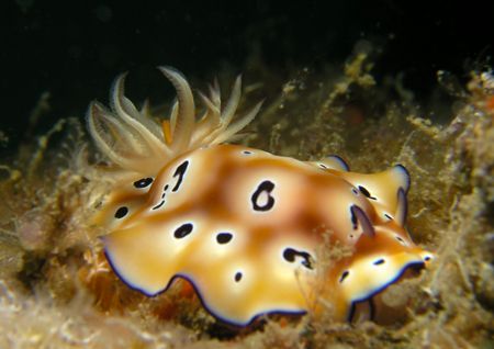 Found on the jetty at Salang, Tioman Island, Malayasia. by Grahame Massicks 