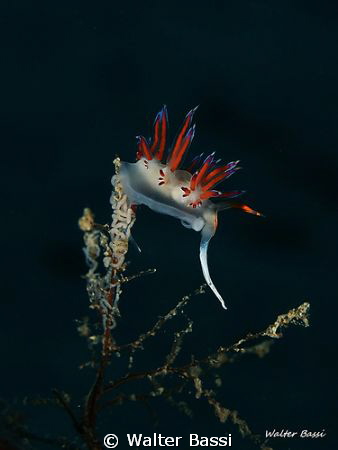 cratena with egs by Walter Bassi 