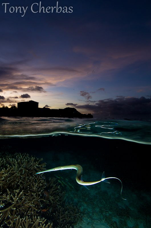 Flute Fish Getting Snaky at Dusk by Tony Cherbas 