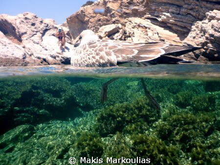 Bird over/under - Compact Sony Camera - Sony housing and ... by Makis Markoulias 