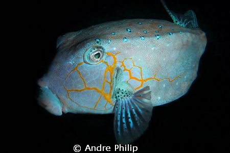 nightly boxfish by Andre Philip 