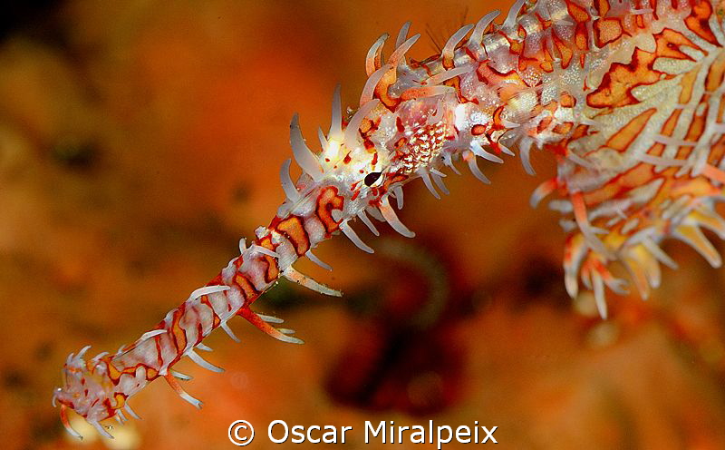 Ghostpipefish portrait by Oscar Miralpeix 