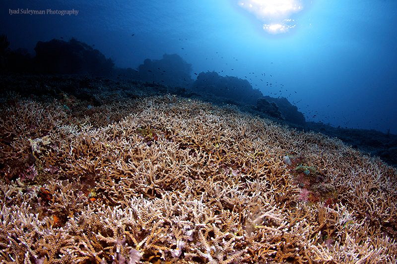 Coral Field by Iyad Suleyman 