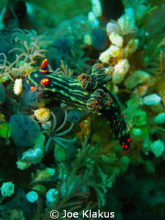 Nembrotha Garden taken on canon G10 with natural light/ by Joe Klakus 