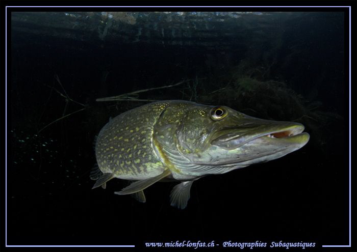 Pike I by Michel Lonfat 