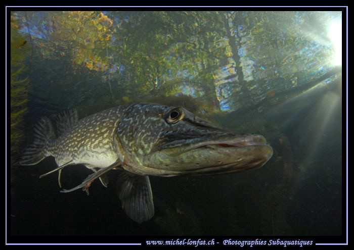 Pike II by Michel Lonfat 