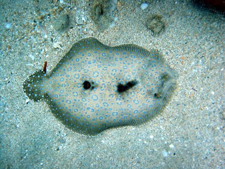 Flounder fish. Taken off Wailea Beach, Maui, Hawaii. by Lisa Lappe 