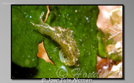 Reproduction
Nikon D60
Micro Nikon 85mm by Jose Luis Aleman 