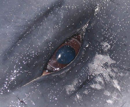 So Sad. Beaked whale washed up on the beach, Coral Bay, W... by Penny Murphy 