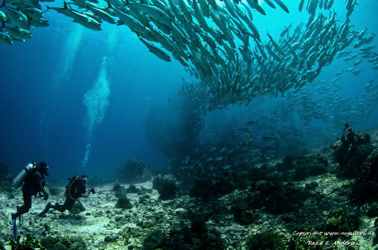 Taken in Bohol, Panglo island by Rene Braband Andersen 