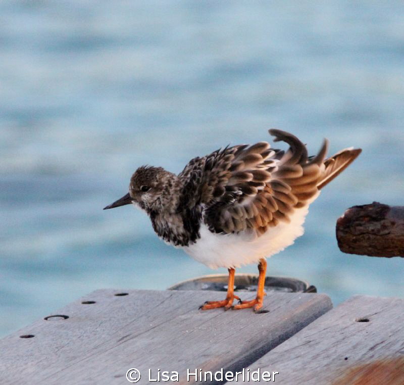 Hello Fluffy! by Lisa Hinderlider 