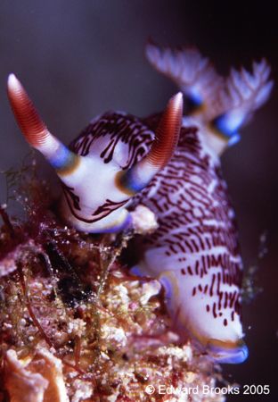 Chromadoris Sp. Mabul, Borneo. by Edd Brooks 