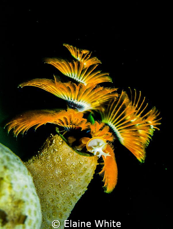 Christmas tree worms by Elaine White 