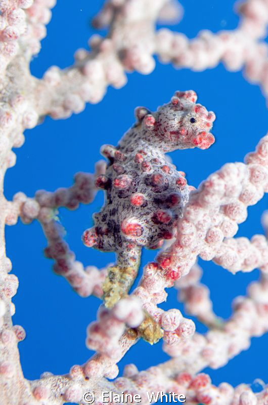 Pygmy Seahorse, Raja Ampat by Elaine White 